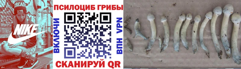 Галлюциногенные грибы Psilocybine cubensis  продажа наркотиков  это официальный сайт  Тогучин 